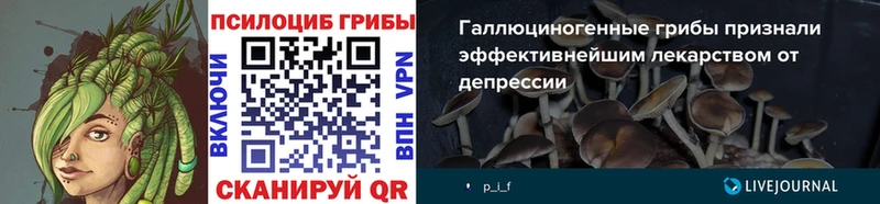 Псилоцибиновые грибы Psilocybe  купить   Ахтубинск 